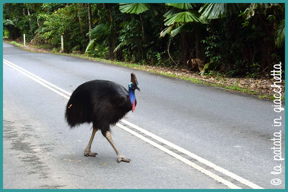 immagine del casuario o cassowary