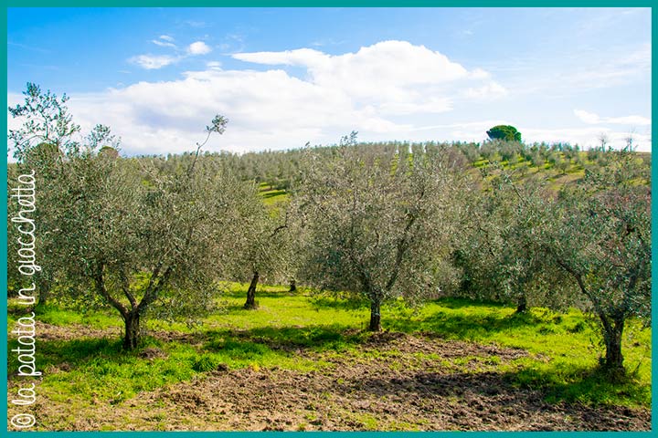 L'oliveto dell'Agriturismo Cornieto - Dove dormire nella zona di Città della Pieve