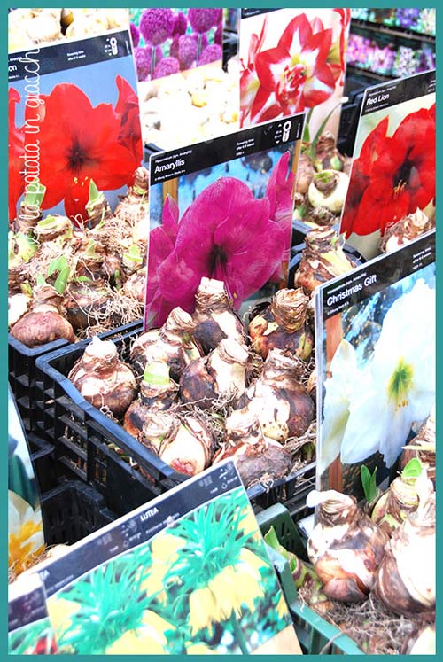 Il mercato dei fiori è tra le cose che ci sono rimaste nel cuore di Amsterdam